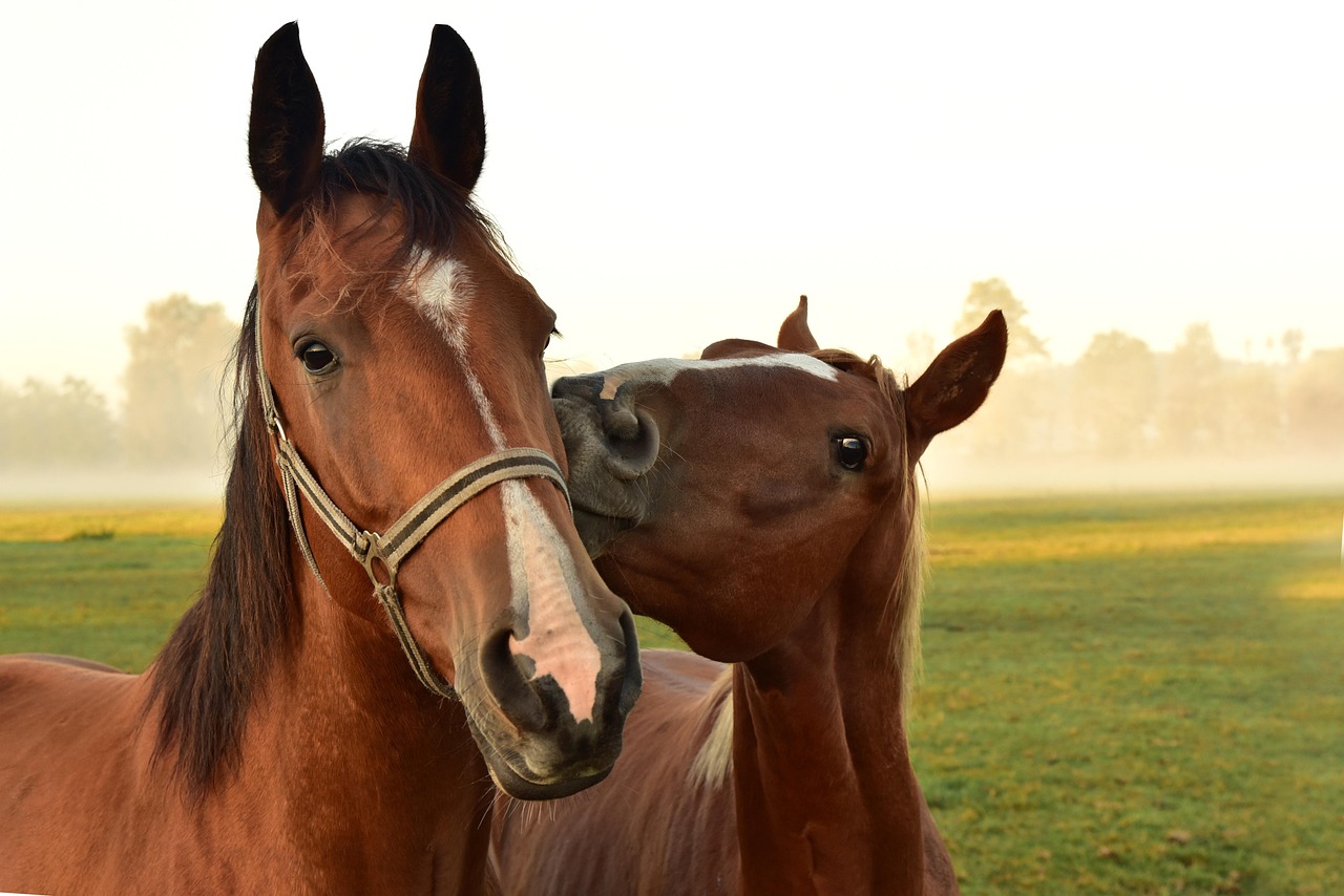 Cheval en prairie