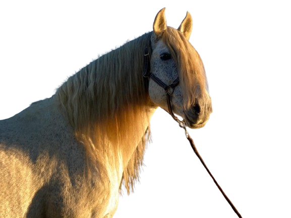 Cheval étalon