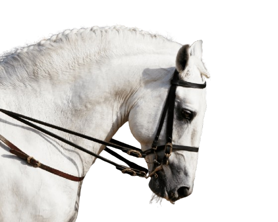 Cheval étalon