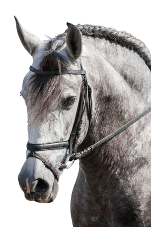 Icône cheval