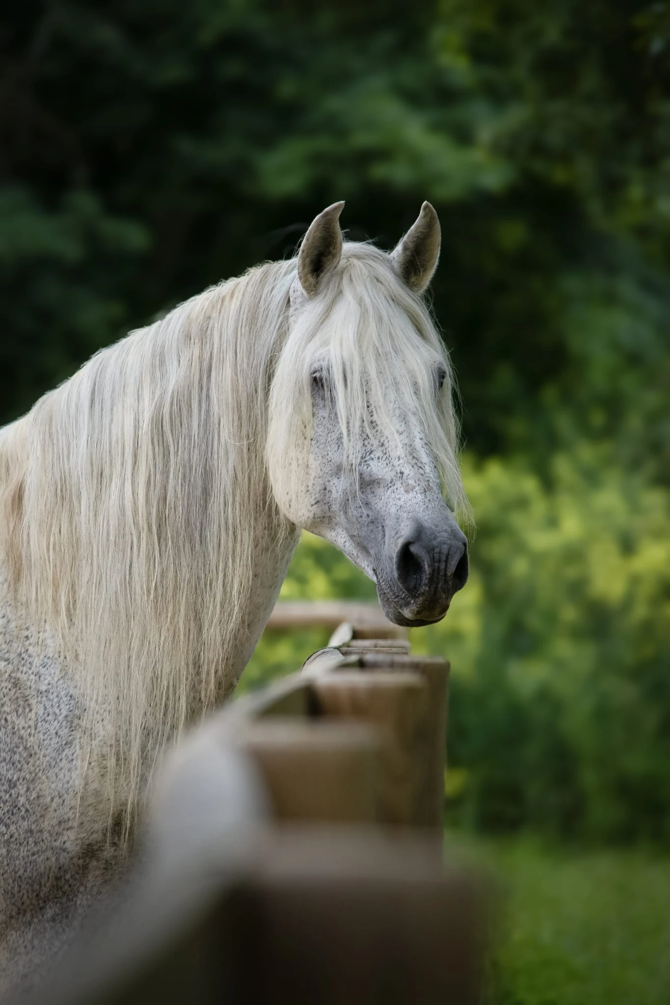 Uno des Hounts - Photo 2